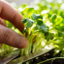 Broccoli Sprouting Seeds, 50g
