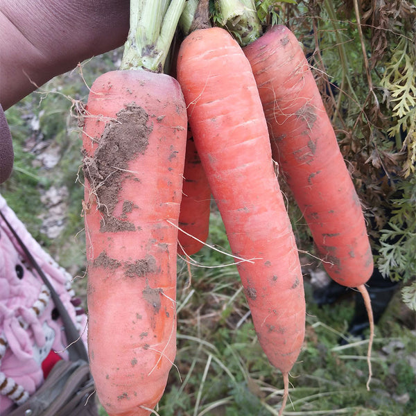 'Fengmei Xiaohongshen' Carrot Seeds, 10g