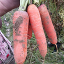 'Fengmei Xiaohongshen' Carrot Seeds, 10g