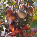 629 Dwarf Leprechaun Sasha F4 Tomato, 5 Seeds