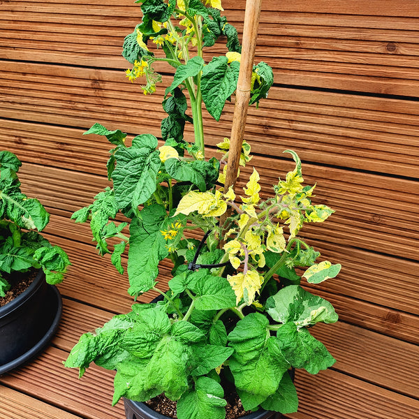 206 Dwarf Walter's Fancy Tomato, 5 Seeds