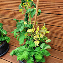 206 Dwarf Walter's Fancy Tomato, 5 Seeds