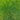 Turf-Type Tall Fescue Seeds, 50 Grams ≈ 20000 Seeds
