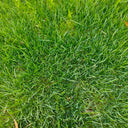 Turf-Type Tall Fescue Seeds, 50 Grams ≈ 20000 Seeds