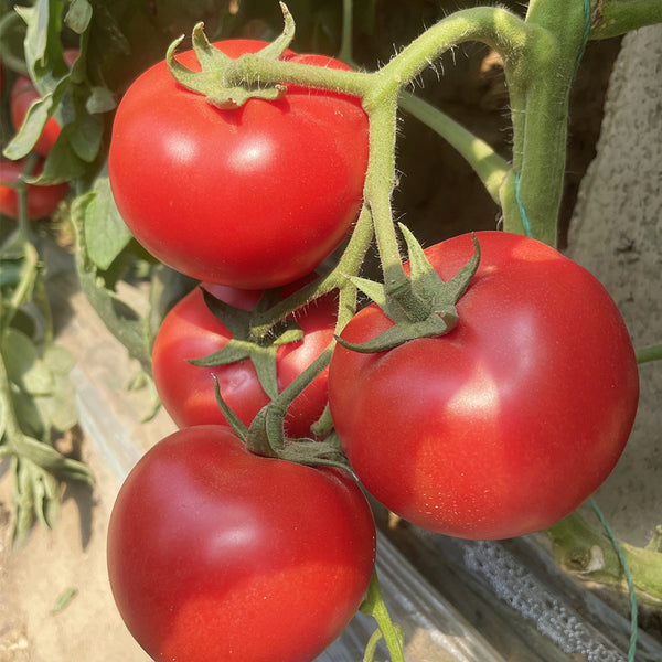 Maofen 802 Tomato, 100 Seeds