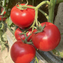 Maofen 802 Tomato, 100 Seeds
