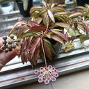 Hoya kentiana 'Variegata', 3 Cuttings