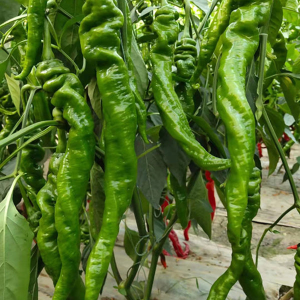 Julong 828 Long Pepper Seeds, 1000 Seeds