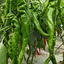 Julong 828 Long Pepper Seeds, 1000 Seeds