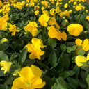 Super Bingo Series Yellow Pansy Seeds, 100 Seeds
