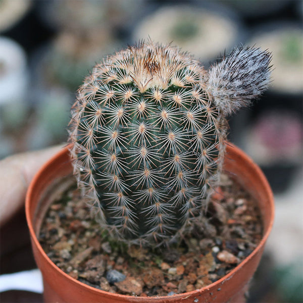 Echinocereus melanocentrus, 4-5cm