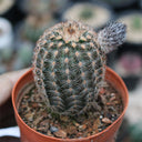 Echinocereus melanocentrus, 4-5cm