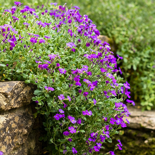 Purple Rock Cress, 100 Seeds