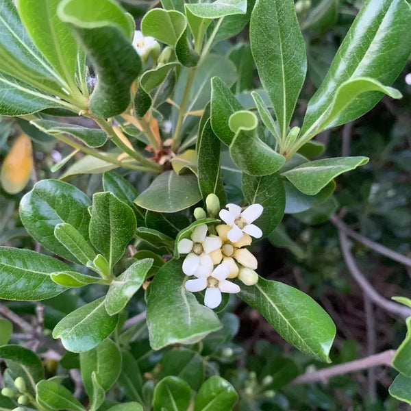Pittosporum tobira, 100 Seeds