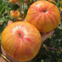 1108 Pineapple Stripe Tomato, 5 Seeds