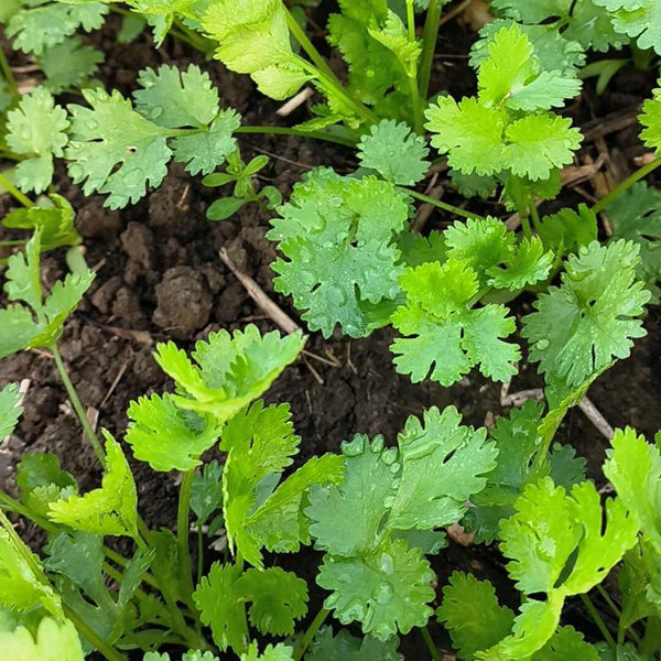 Farmhouse Large-leaf Cilantro Seeds, 50g