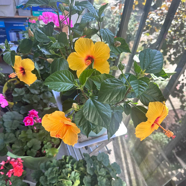 Pale Yellow Hibiscus, 20 Seeds