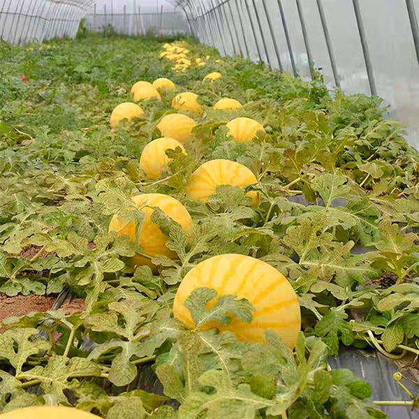 'Jinling 03 Golden' Round Watermelon Seeds, 200 Seeds