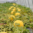 'Jinling 03 Golden' Round Watermelon Seeds, 200 Seeds