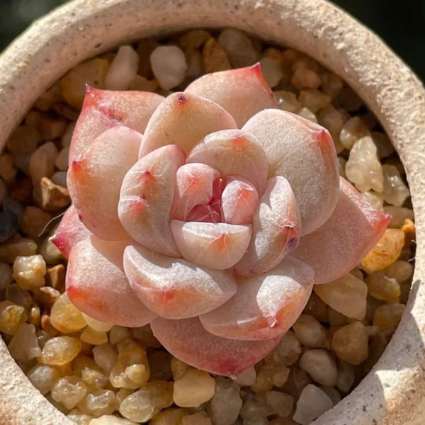 Echeveria cv. 'Pink Diamond', 2pcs x 1-head