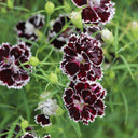 'Black-white Minstrel' Dianthus Seeds