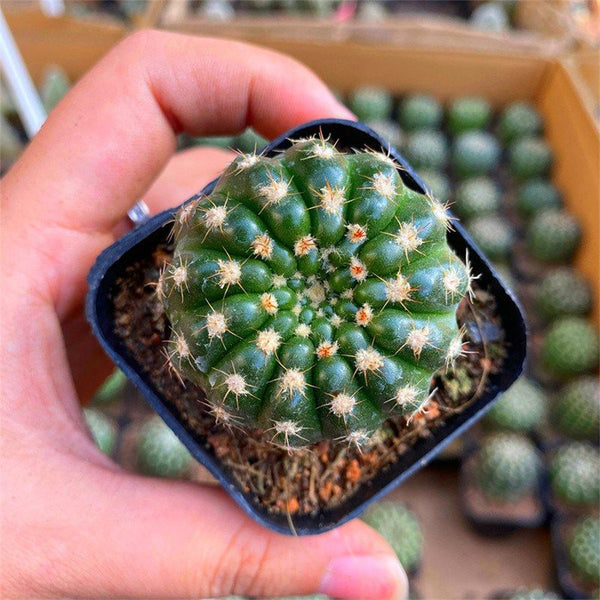 Parodia crassigibba, 3-4cm