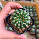 Parodia crassigibba, 3-4cm