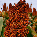 Disease-resistant No.4 Red Sorghum Hybrid Seeds, 500g