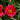 Hezhichun Red Moss-Rose Purslane Seeds, 1g