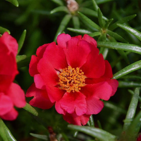 Hezhichun Red Moss-Rose Purslane Seeds, 1g