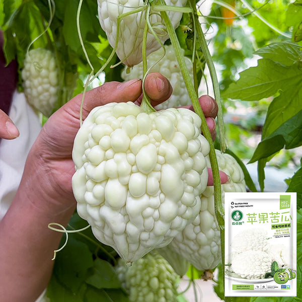 Apple Bitter Gourd, 5 Seeds