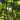 Swan Gourd, 15 Seeds