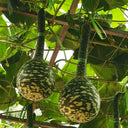 Swan Gourd, 15 Seeds