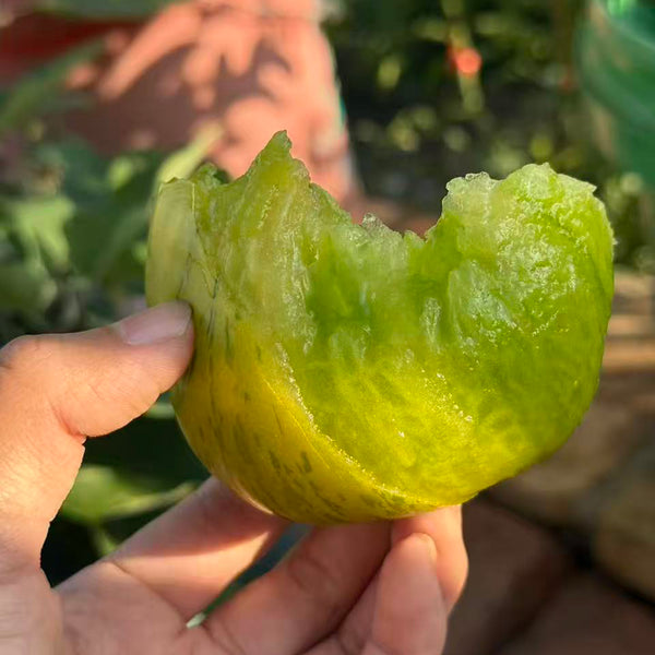 1066 Touquet Vert Tomato, 5 Seeds