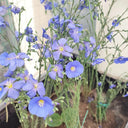 Blue Flax Seeds, 20 Grams ≈ 6000 Seeds