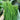 Fine-Leaf Snow Leek Seeds, 10g