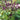 Licorice Basil, 100 ~ 150 Seeds
