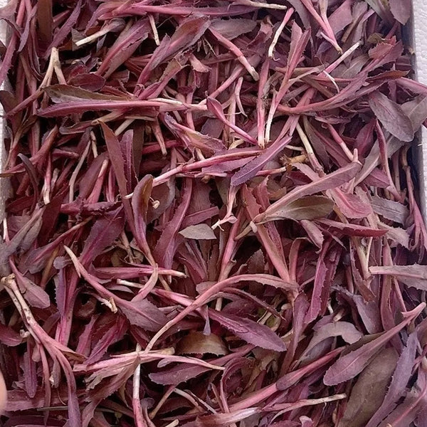 Xinte Wild Purple Qumai Chicory Seeds, 1g