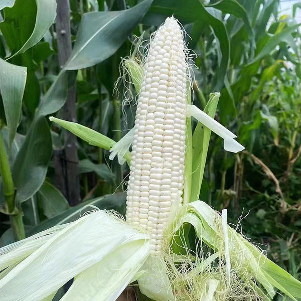 White Sweet Glutinous Corn Seeds