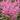Limonium suworowii 'Pink Pokers', 1000 Seeds