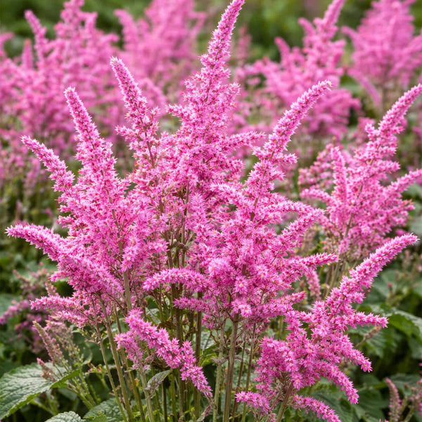 Limonium suworowii 'Pink Pokers', 1000 Seeds