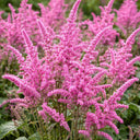 Limonium suworowii 'Pink Pokers', 1000 Seeds