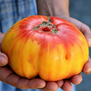 505 Grandma Viney's Yellow and Pink Tomato, 5 Seeds