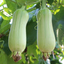 'Xiangyubai' Luffa Seeds, 10g