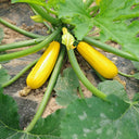 Imperial Concubine Zucchini Seeds, 15 Seeds