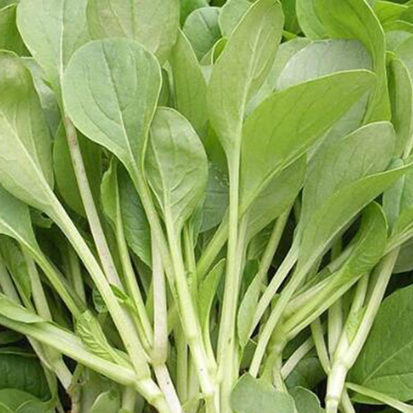 Tender Baby Bok Choy Seeds, 50g