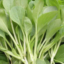 Tender Baby Bok Choy Seeds, 50g