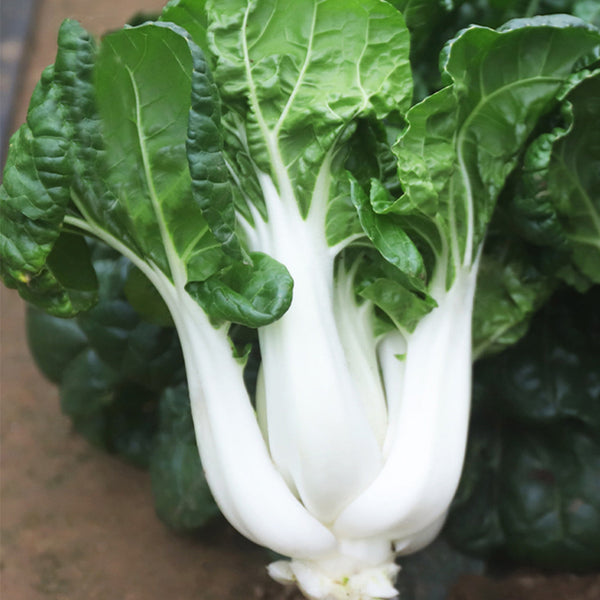 Dark-green-leafed Baby Bok Choy Seeds, 5 × 1k-seed Bags