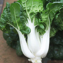 Dark-green-leafed Baby Bok Choy Seeds, 5 × 1k-seed Bags