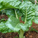 White-stemmed Leaf Beet Seeds, 5g